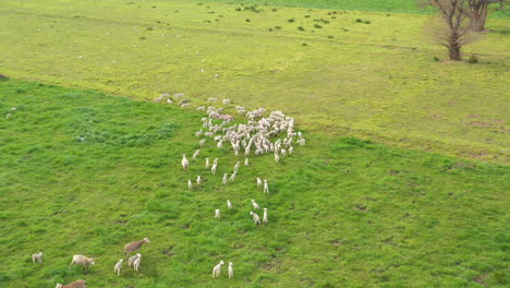 Green-grass-pasture-flock-of-sheep-lambs-newborn-ewes-farmland-grazing